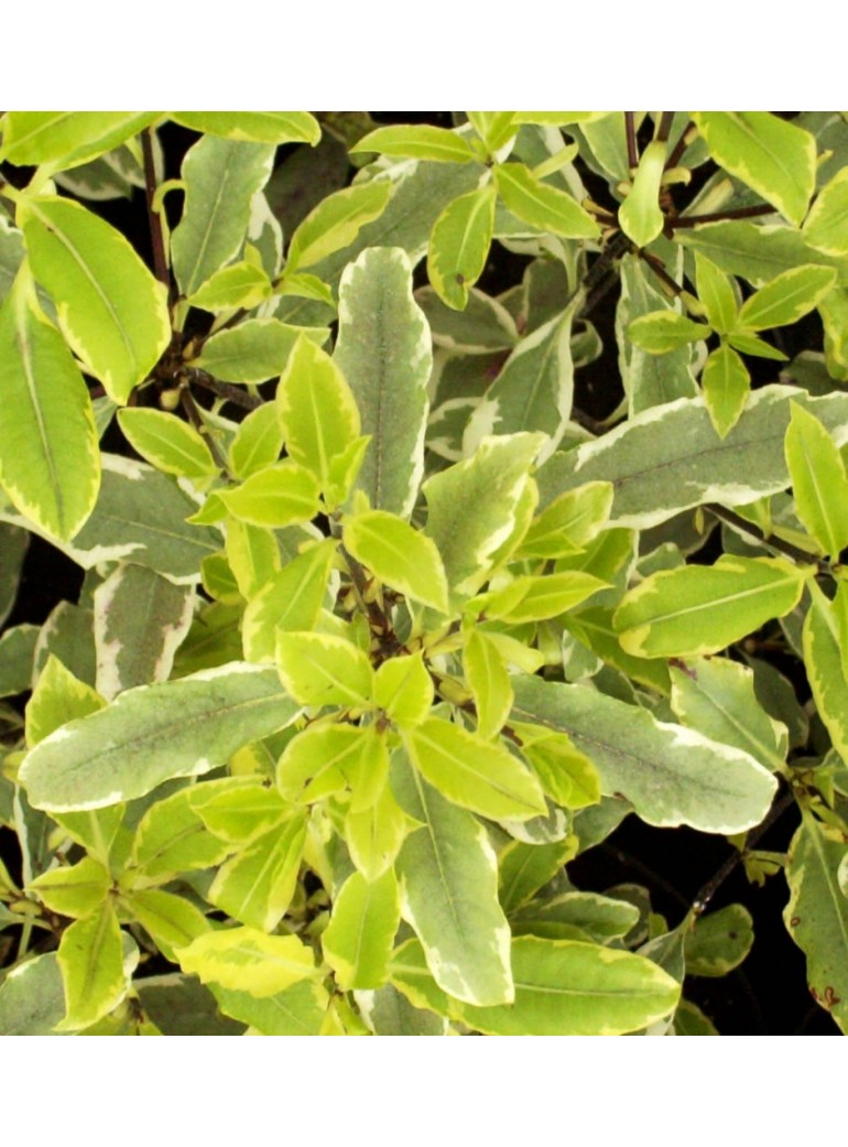 PITTOSPORUM VARIEGATA